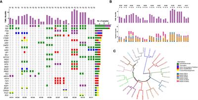 Targeted Next-Generation Sequencing Combined With Circulating-Free DNA Deciphers Spatial Heterogeneity of Resected Multifocal Hepatocellular Carcinoma